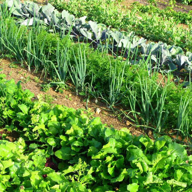 Companion Crop Land
